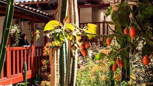 Garden - Kuychipunku Hostal (Ollantaytambo)