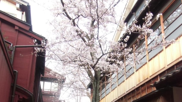 Eine enge Straße mit Kirschblüten, einem Hund und traditionellen japanischen Gebäuden.