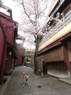 A narrow street with cherry blossoms, a dog, and traditional Japanese buildings.