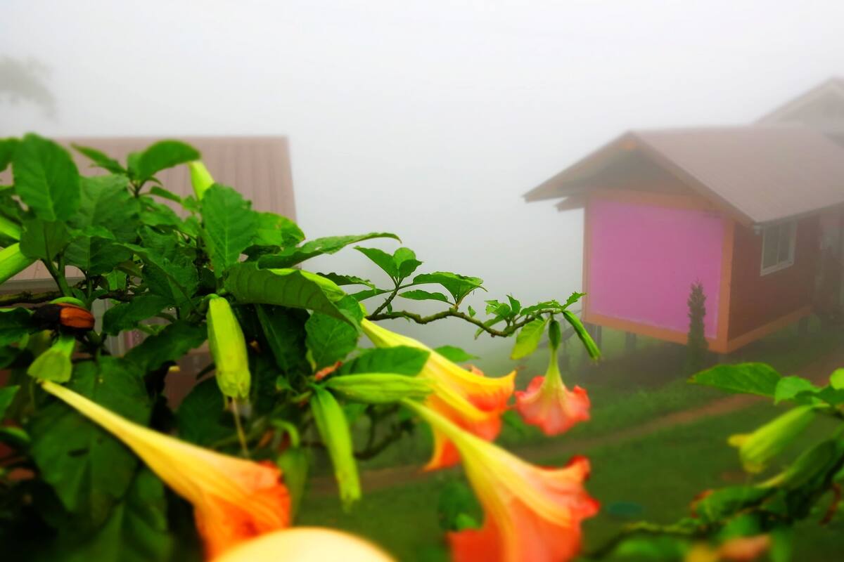 A house with a pink exterior, surrounded by greenery and plants.