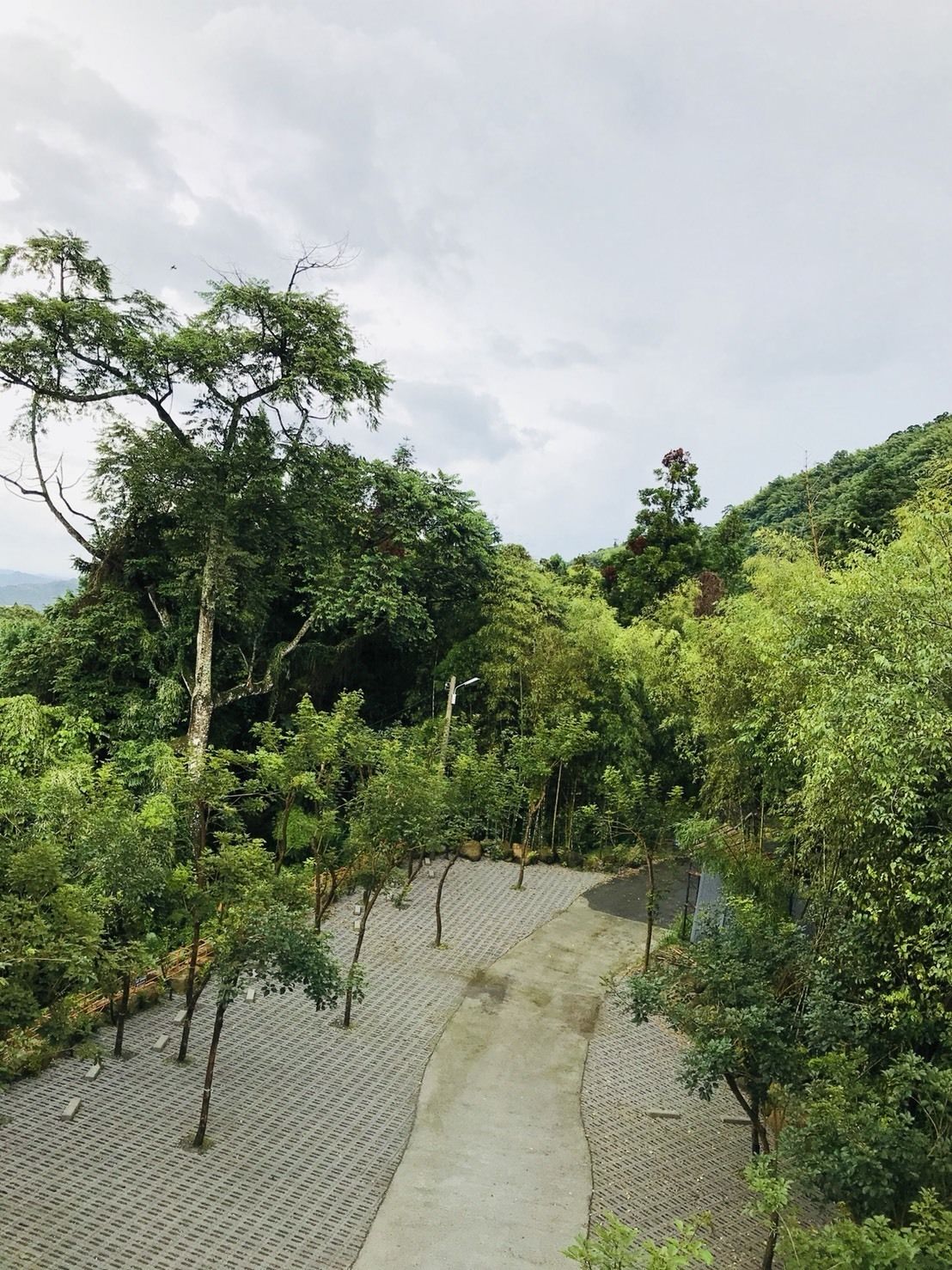 Un sendero pavimentado bordeado de abundante vegetación y árboles.