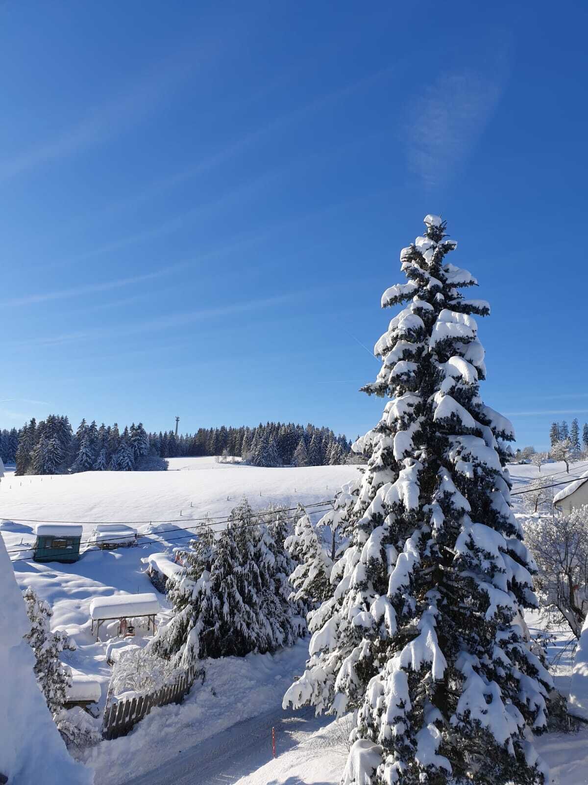 A snow-covered landscape with a prominent evergreen tree, a clear blue sky, and a distant forest line.