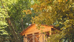 A wooden treehouse with a wooden staircase leading up to it, surrounded by lush green trees.