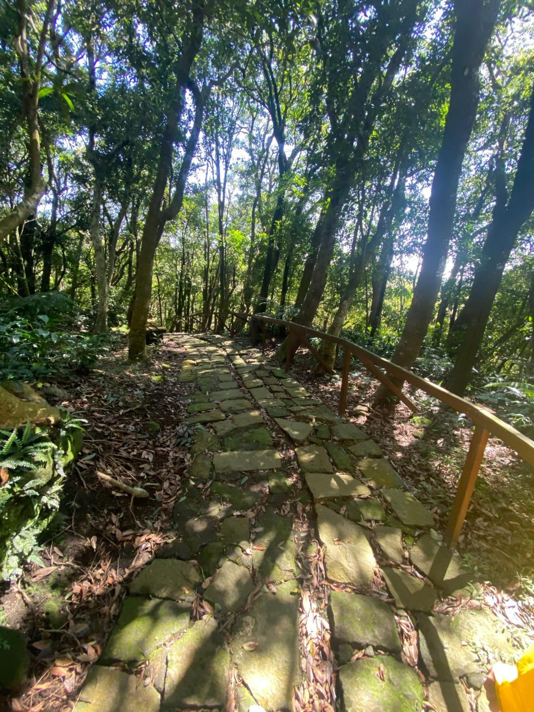 A stone pathway in a forested area with a metal railing on one side.