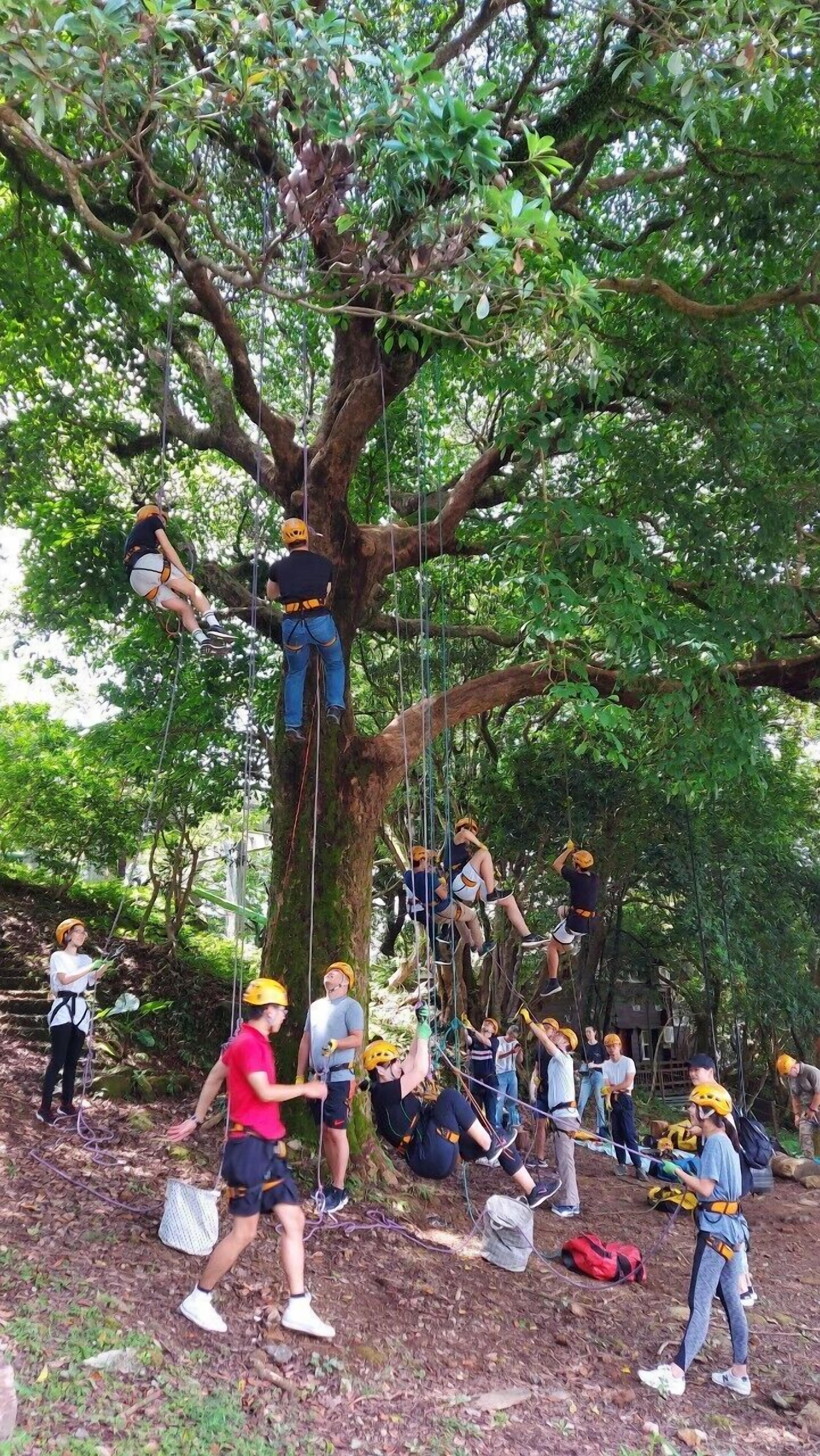 A group of people engaged in a tree climbing activity, wearing helmets and harnesses, with ropes and safety gear.