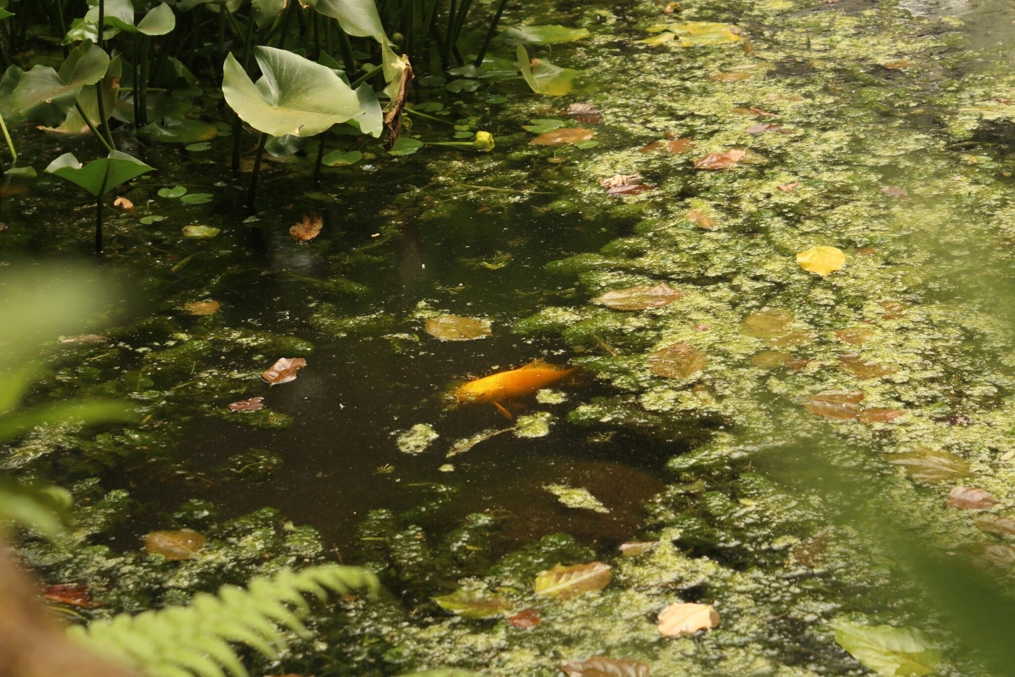 Een vijver met waterlelies en een enkele vis.