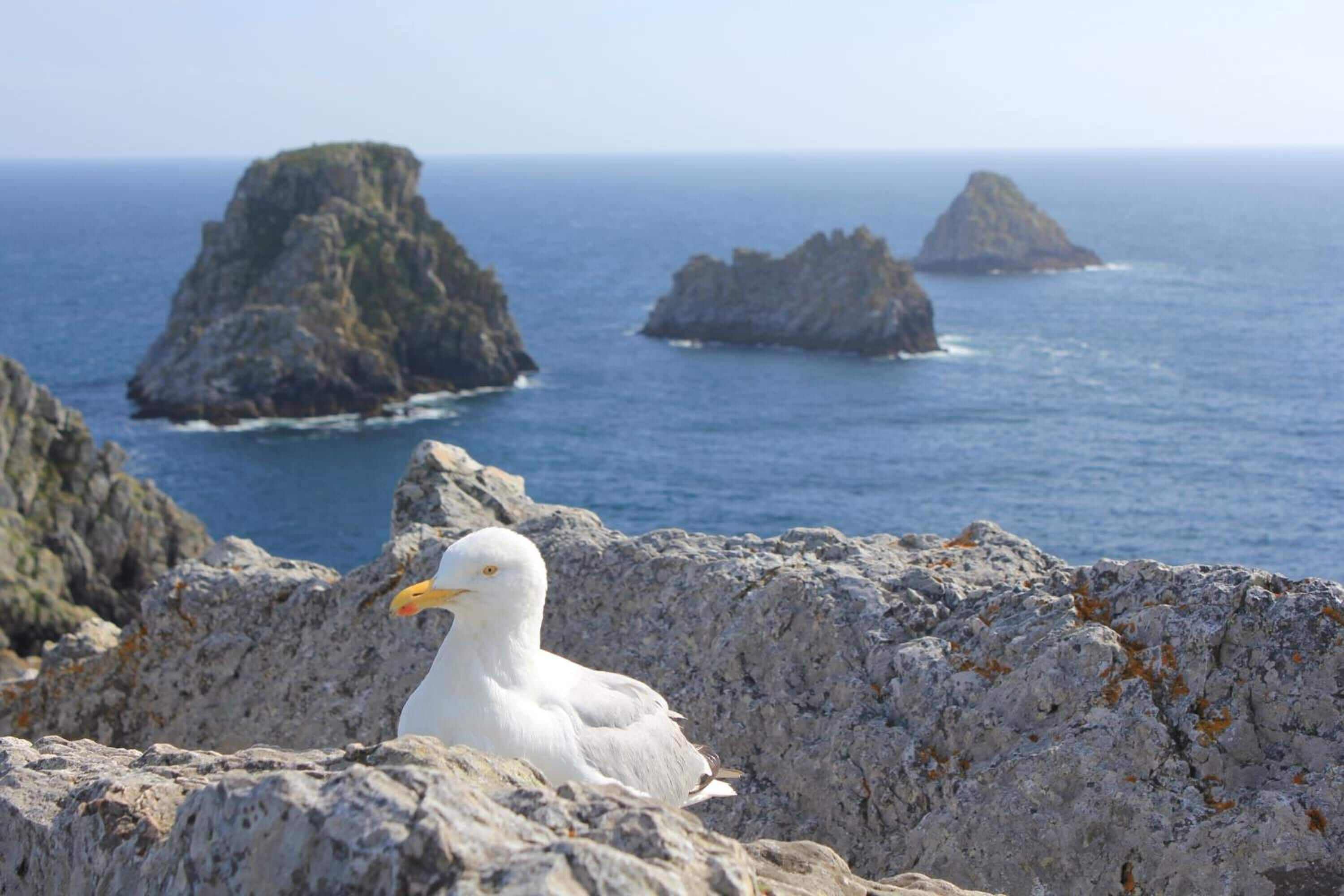 A seagull on rocky terrain with a view of the sea and distant islands.