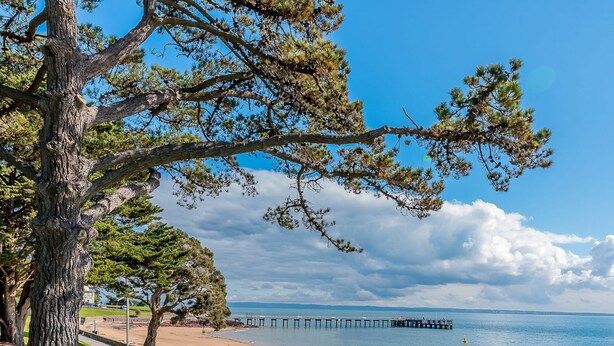 Eine Küstenlandschaft mit einem Sandstrand, einem hölzernen Steg, der sich ins Wasser erstreckt, und einem großen Baum mit dichtem Laub.