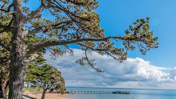 Een park aan de kust met een grote boom, een zandstrand, een houten pier die in het water uitloopt, en een bank langs het pad.