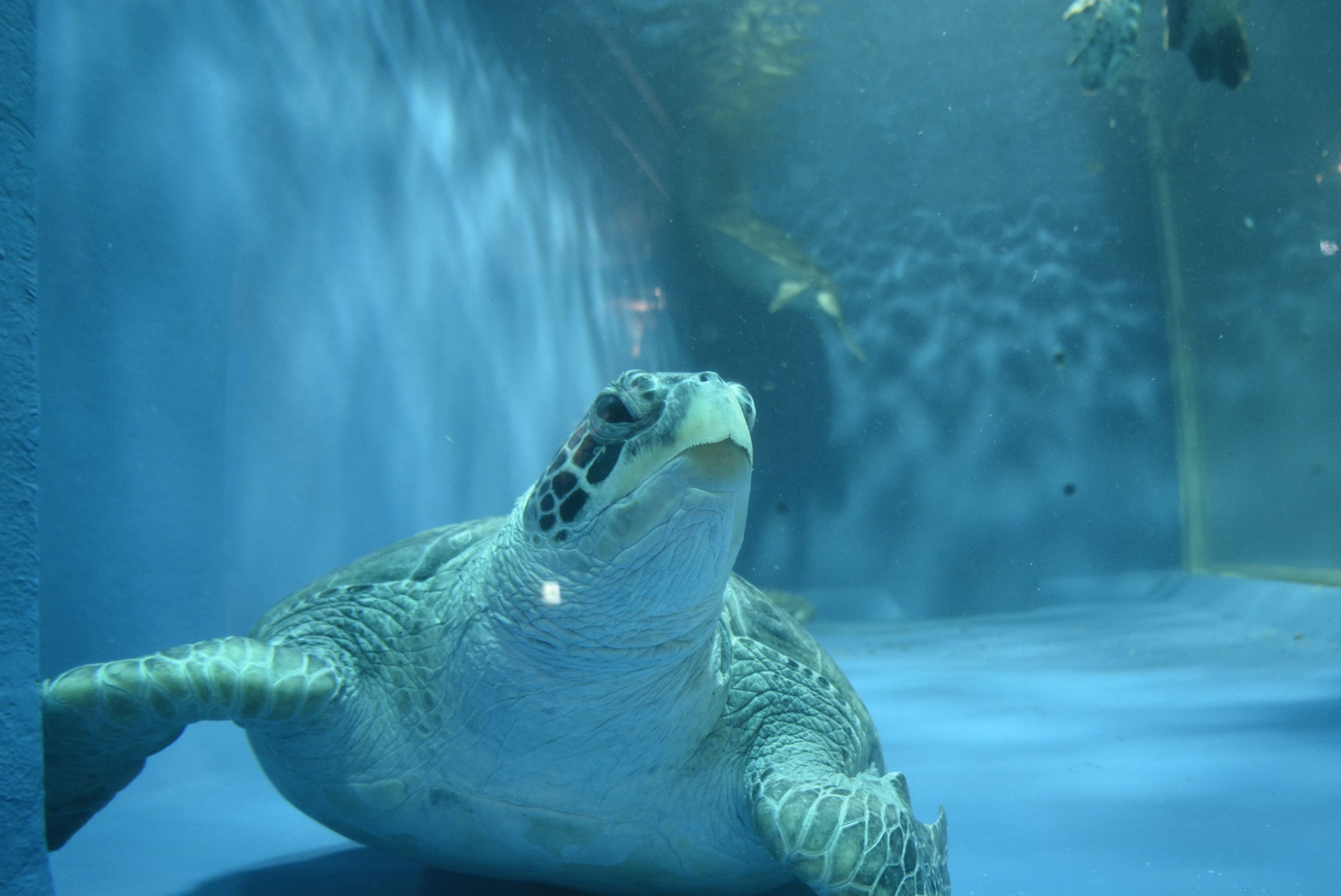 Una tortuga marina en un tanque de acuario.