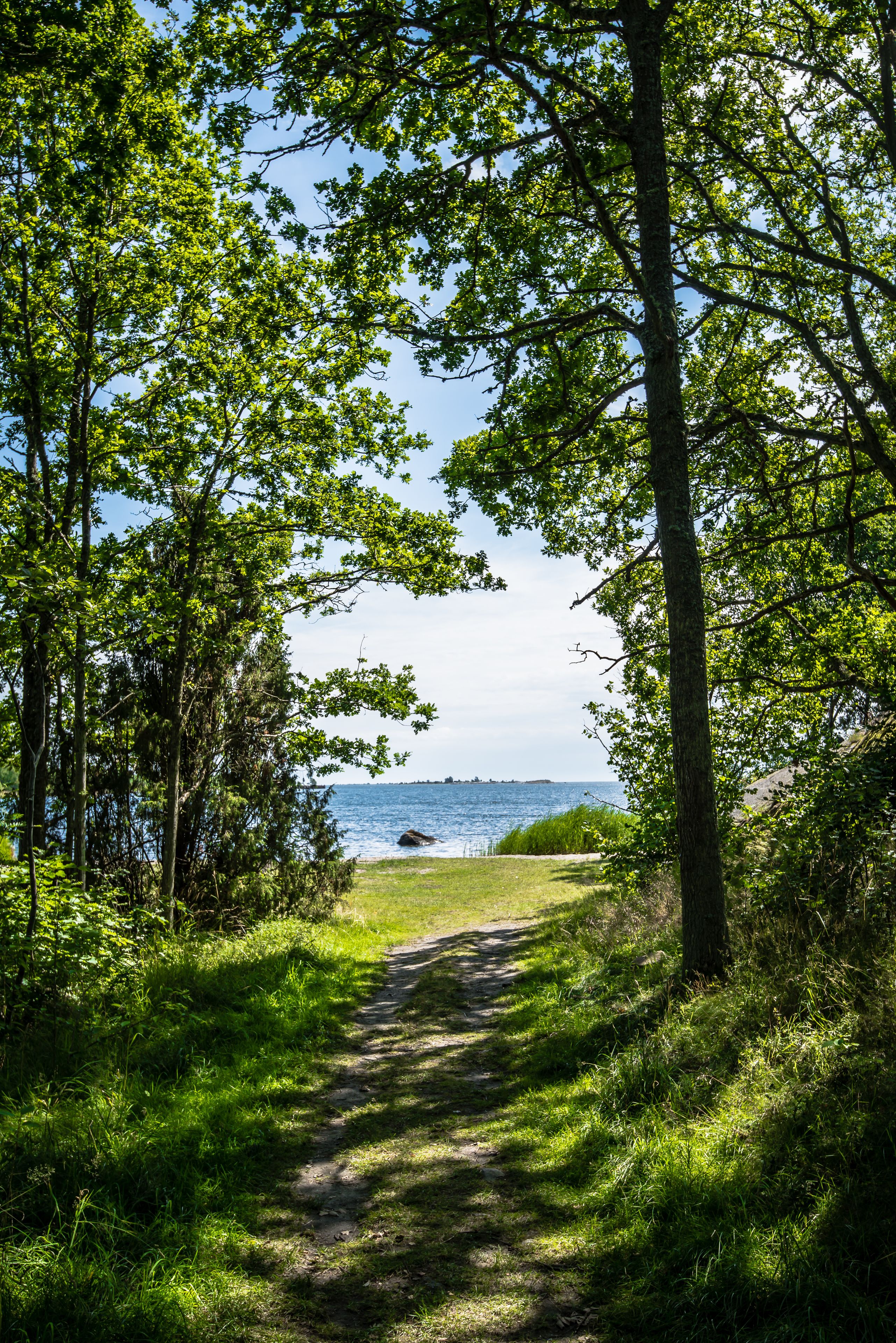 A pathway leading to a beach with trees on either side.