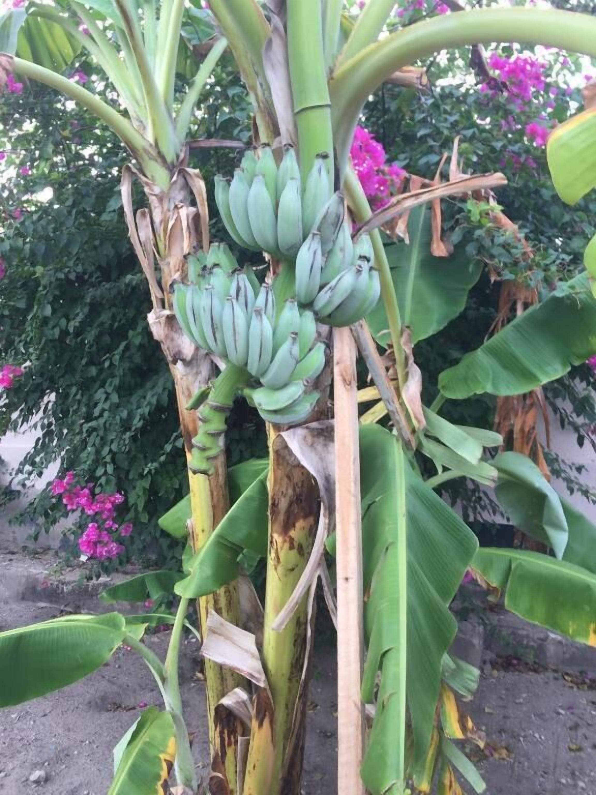 Un árbol de plátano con frutos verdes y hojas grandes.