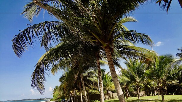 Ein Strand mit Palmen und blauem Himmel.