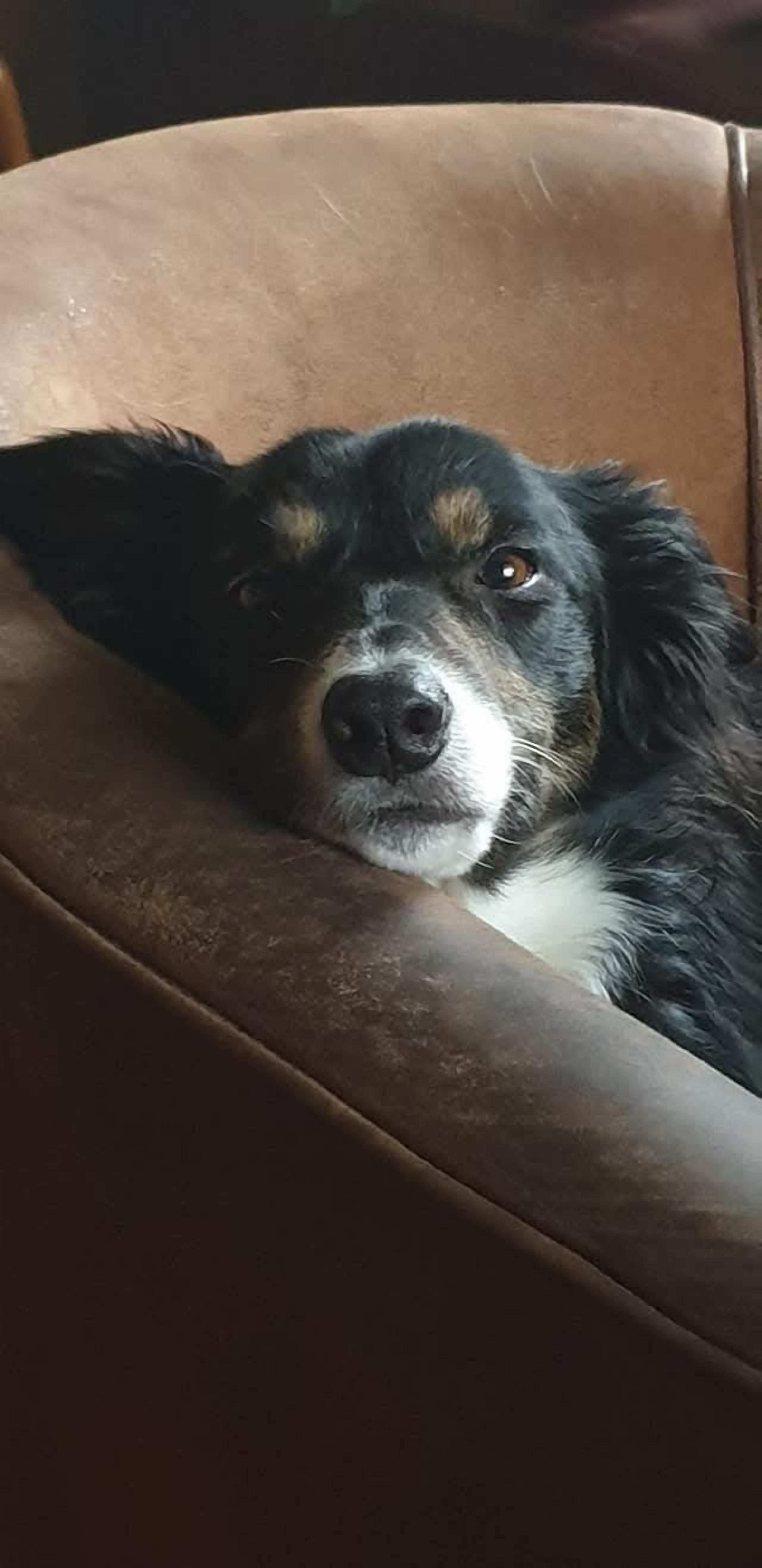 A dog lying on a brown leather chair.
