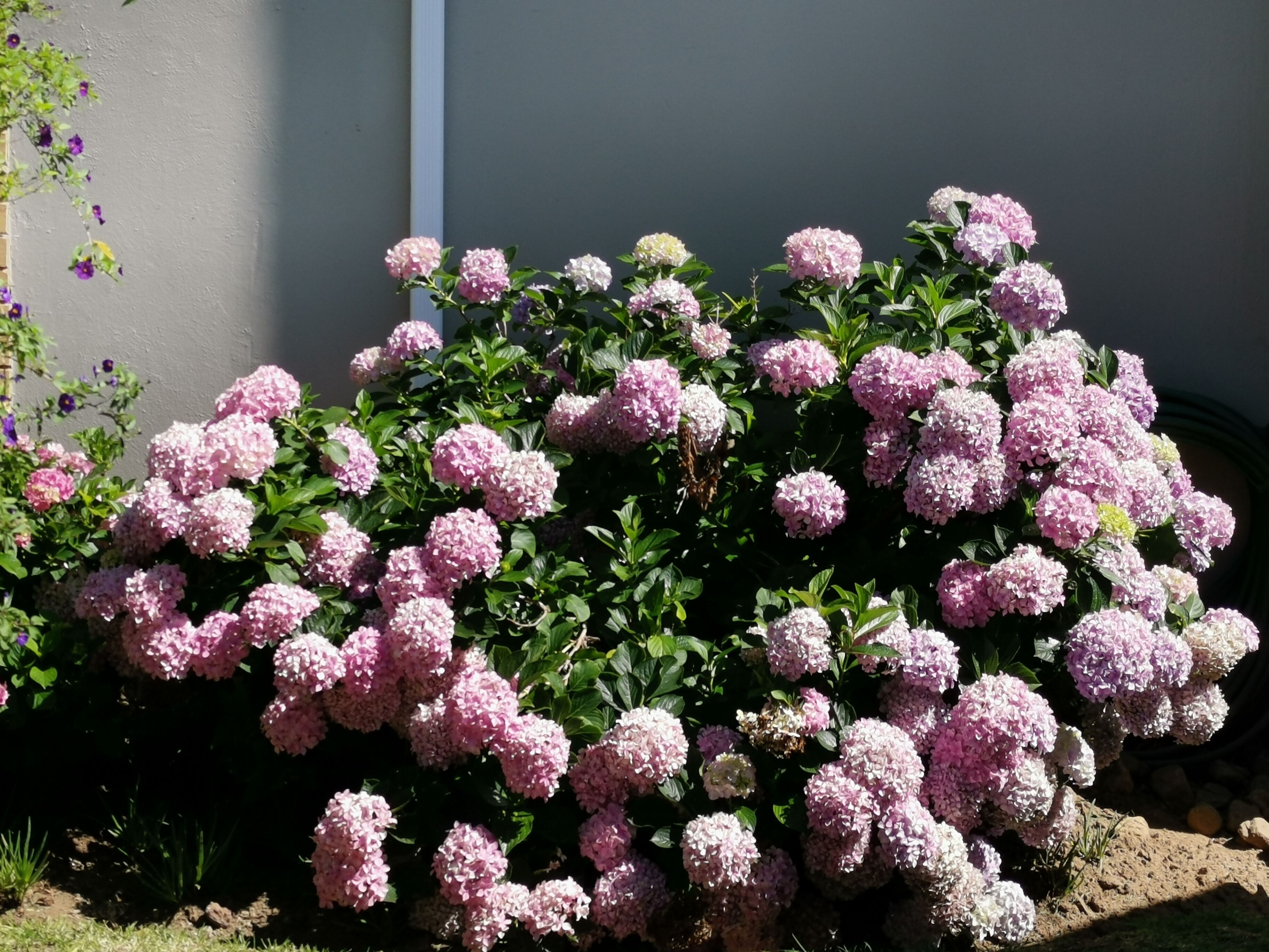 Un jardín con arbustos de hortensia rosa frente a un edificio.