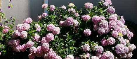 Un jardín con arbustos de hortensia rosa frente a un edificio.