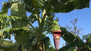 A banana tree with large green leaves and a prominent red flower structure. - Pumaka Resort (Nong Hong)