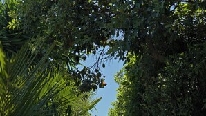 A pathway leading to a beach, surrounded by dense foliage and a sign indicating beach access.