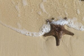 Une étoile de mer sur une plage de sable, avec de l’écume provenant des vagues.