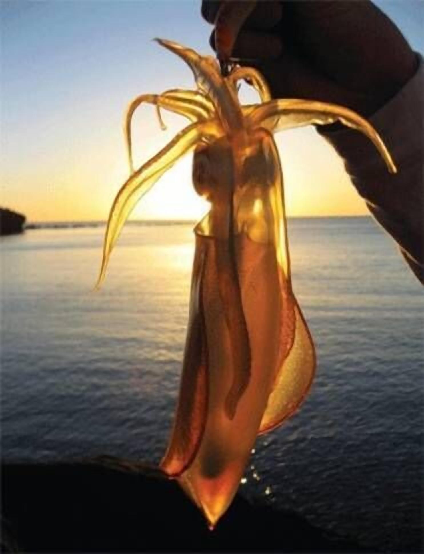 Sisters Beach Retreat — image 17