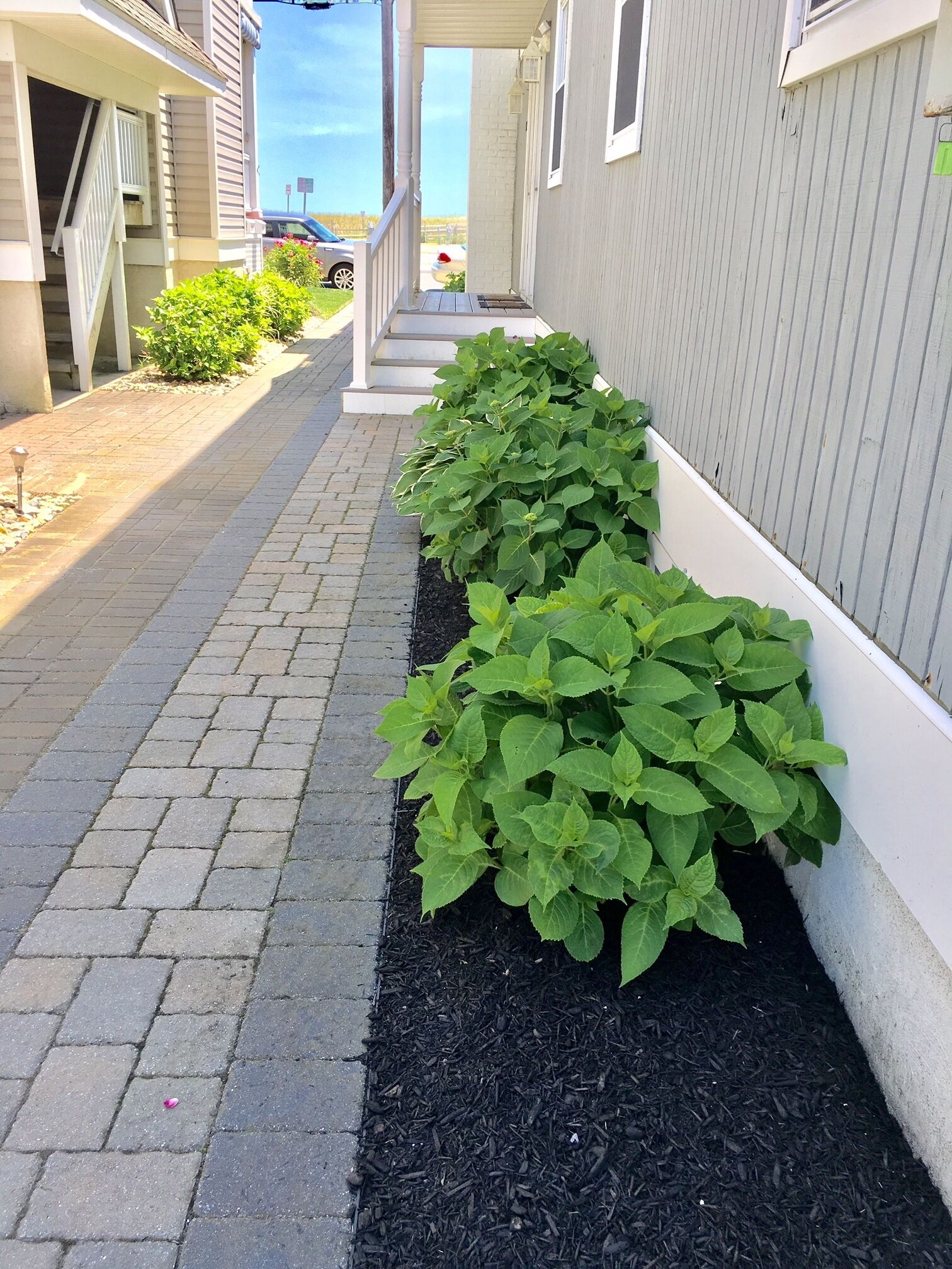 A narrow pathway flanked by green plants and a building with a white exterior.