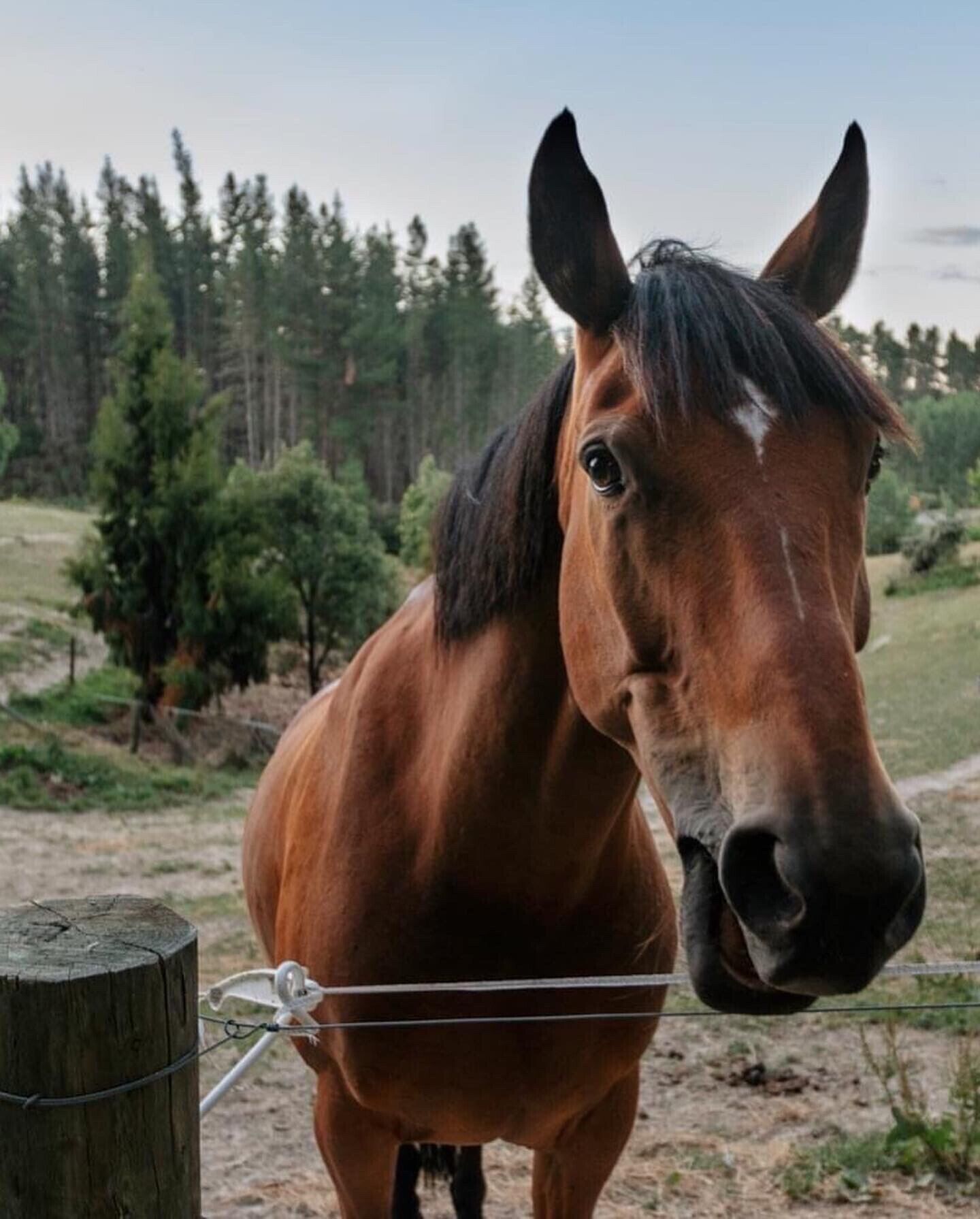 A horse standing near a wooden post with a wire fence.