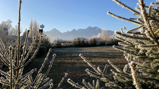 Un campo con plantas cubiertas de escarcha y una cadena montañosa al fondo.