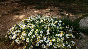 A courtyard with white buildings, a pergola, and a garden with white flowers. - Stagnone Area Zero (Marsala)