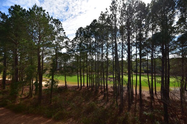 A forested area with tall pine trees and a dirt path.