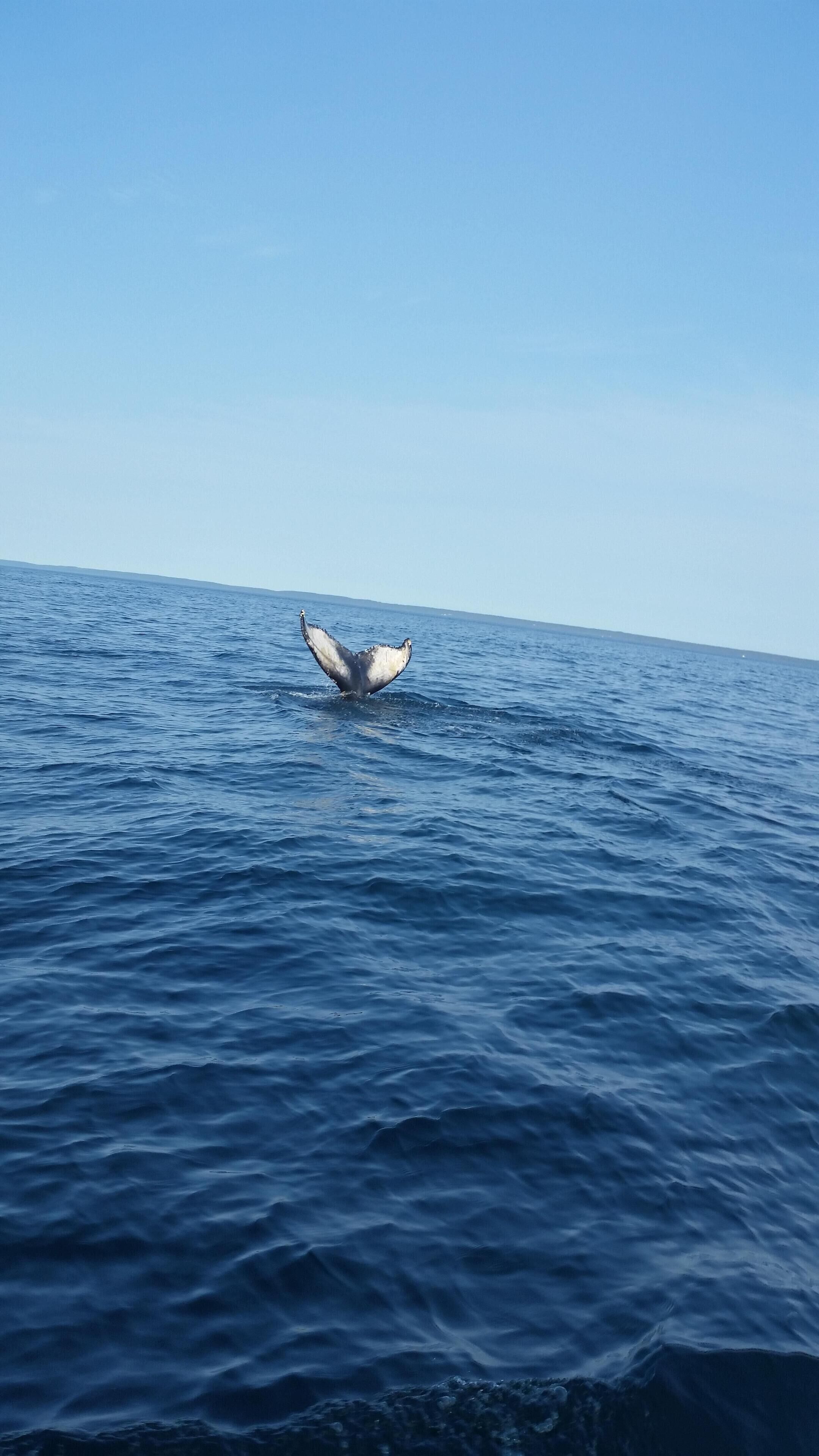 La cola de una ballena emergiendo del océano.