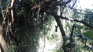 Ein steiniger Pfad führt durch einen dichten Wald mit verschiedenen Bäumen und Pflanzen.