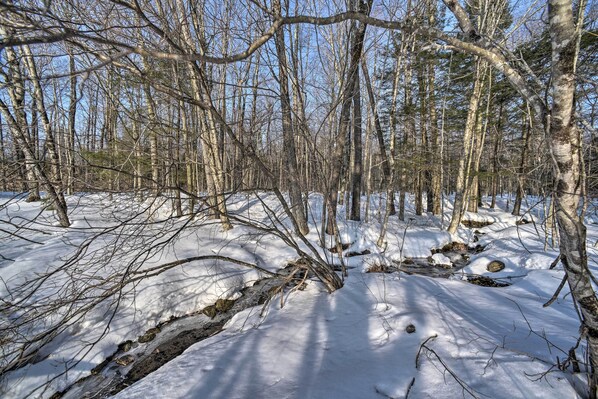 A snowy forest with bare trees and a clear sky. - Berkshires Home on 11 Acres w/ Pond & 2 Fire Pits! (Becket)