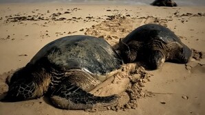 Zwei Meeresschildkröten an einem sandigen Strand, im Hintergrund der Ozean.
