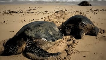 Aan het strand, ligstoelen aan het strand, strandlakens
