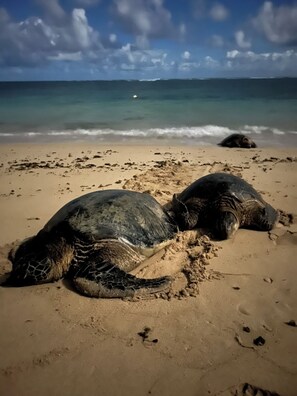 On the beach, sun loungers, beach towels - An Absolute, Perfect Paradise and Affordable (Hauula)