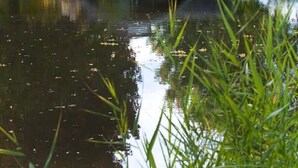Ein ruhiger Garten mit Teich, Laube und einem Haus mit überdachter Veranda.