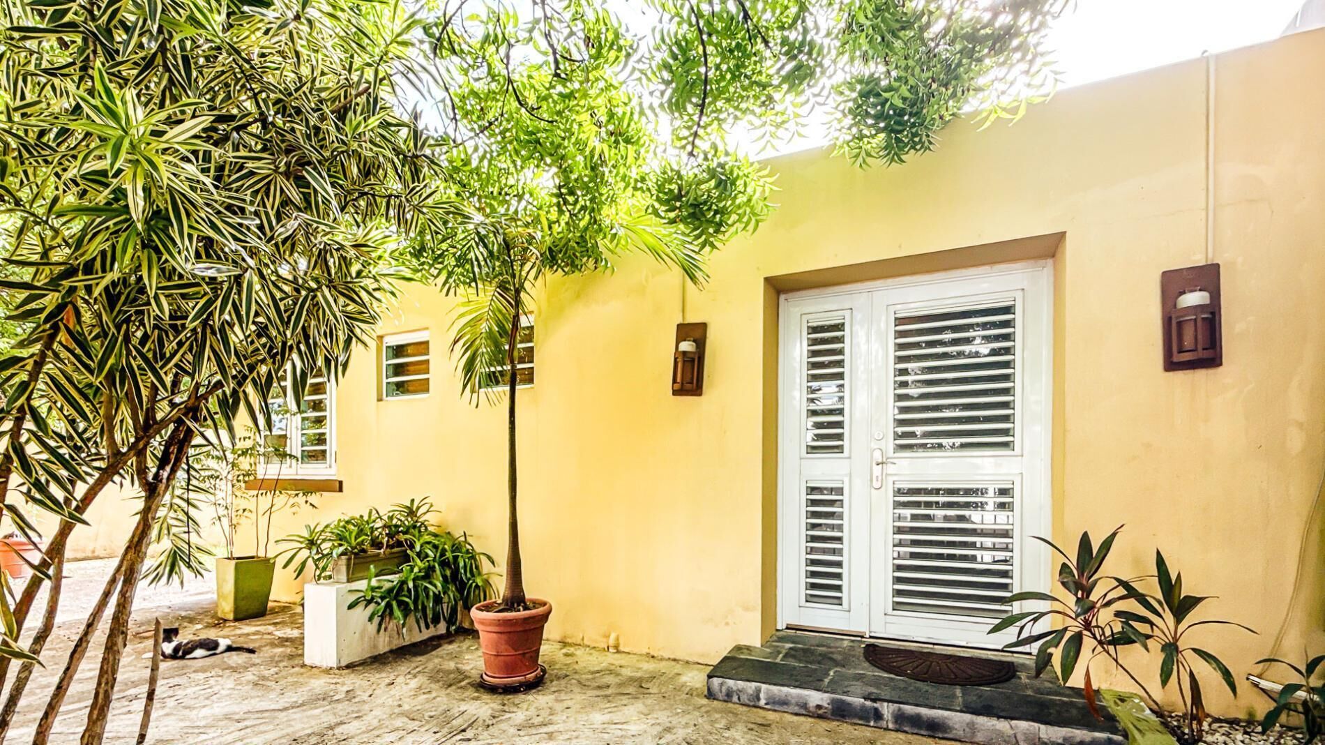 A yellow building with a white door, potted plants, and a cat on the ground.