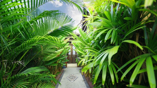 A pathway flanked by lush green foliage leading to a building entrance. - Krishna Villas (Legian)