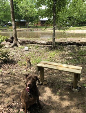 A dog sitting near a wooden bench in a park with a river in the background.