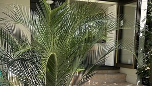 Eine Palme in einer angelegten Grünfläche mit Steinbord und Rasen.