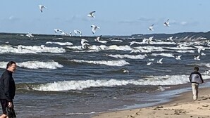 Een strand met golven en meeuwen.