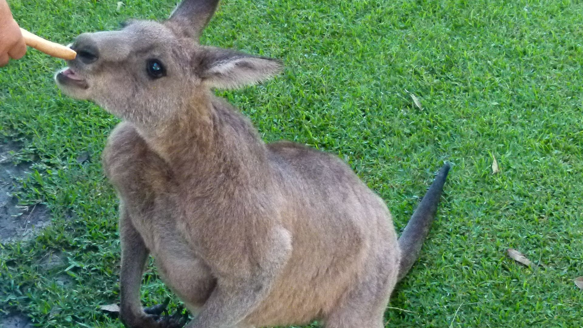 Un kangourou dans l’herbe.