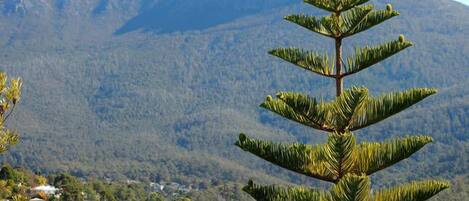 A mountain with a clear sky and a single tree in the foreground.