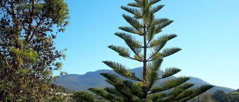 A tall, conical tree with a clear sky and mountains in the background.