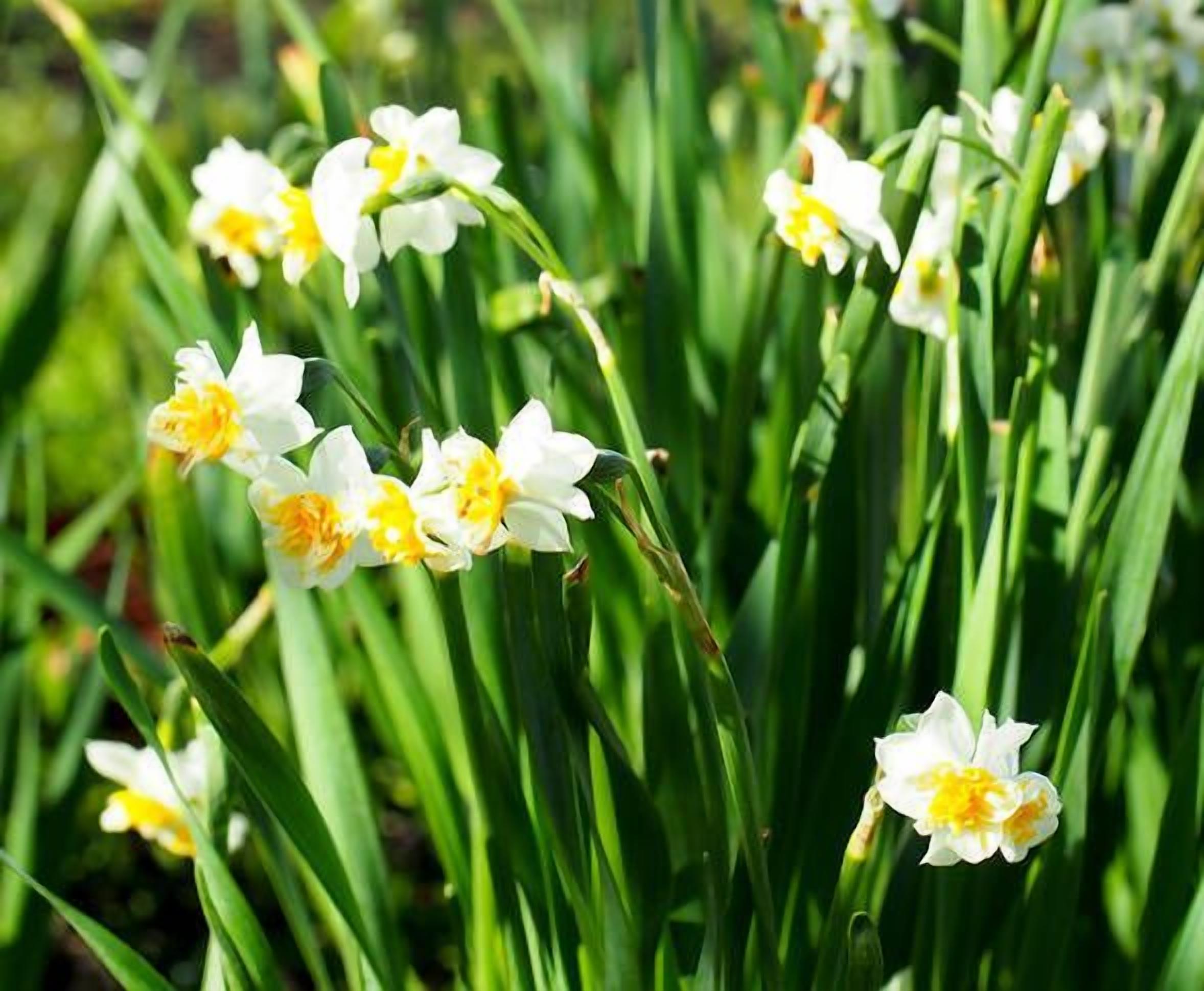 Toogooloowa on Davey 5 — image 17
