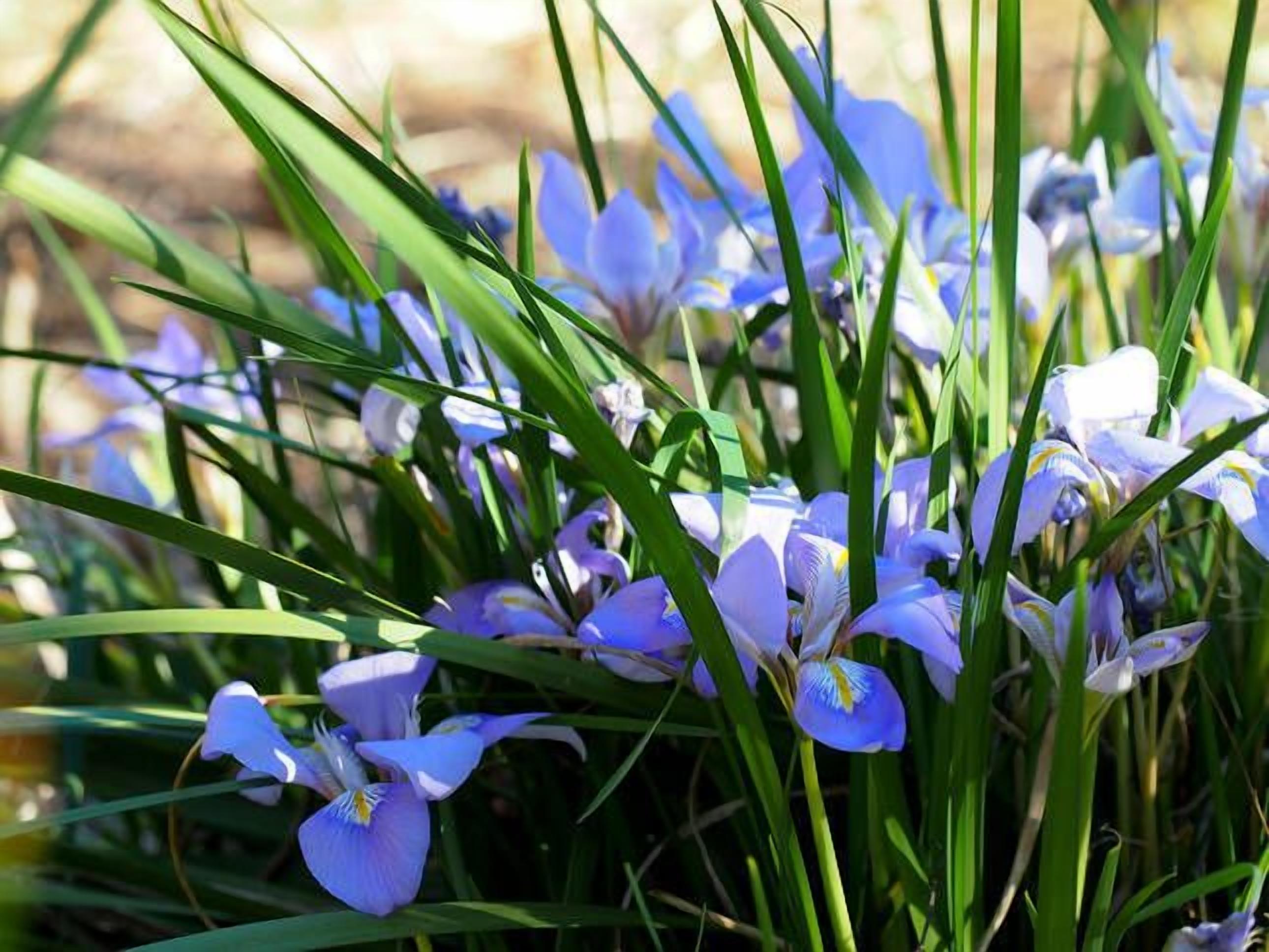 Toogooloowa on Davey 5 — image 15