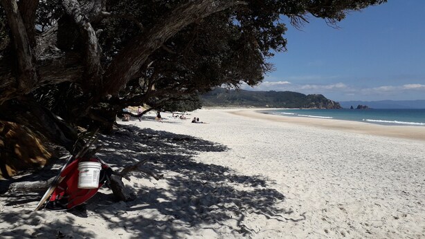 Une plage avec un arbre et une planche de surf appuyée contre celui-ci.