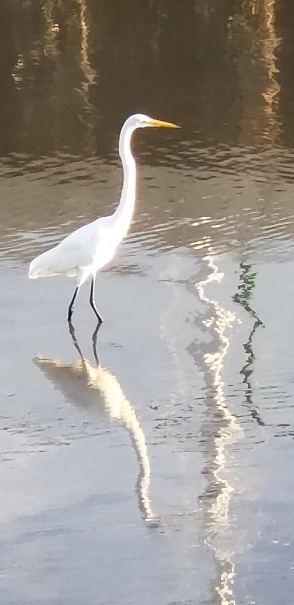 A white bird standing in shallow water with a reflection visible. - Waterfront Townhouse w/Garage, Boat-slip, Kayaks, Bikes, Pool, and Sailboat (St Augustine)