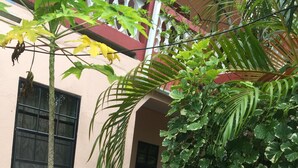 Edificio con ventana y puerta, rodeado de plantas y árboles.