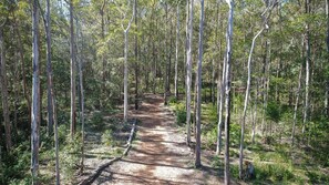 A forested area with a dirt path.
